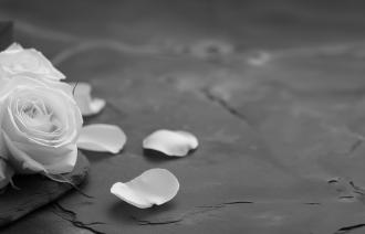 Trauer Rose mit Blättern in schwarz und weiß