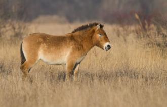 Przewalski Pferd. Foto blickwinkel Andreas Volz