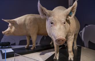 Präparate von Zuchtsauen in der Ausstellung "SUS100 - Mensch verändert Schwein" (© NKMP,
