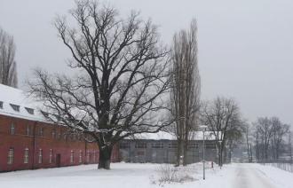 Naturdenkmal Nr. 10 Stiel-Eiche in der ehemaligen Roten Kaserne (© Heiko Wahl