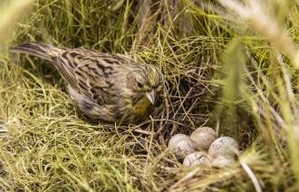 Goldammer-Weibchen mit Nest,