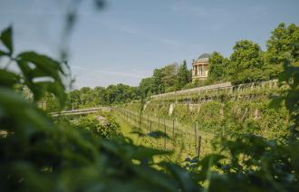 Königlicher Weinberg Potsdam, Foto: Julia Nimke, Lizenz: PMSG SPSG