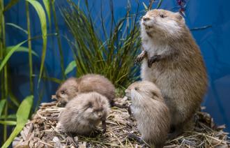 Bisam mit Nachwuchs, Foto: D. Marschalsky, Lizenz: Naturkundemuseum Potsdam