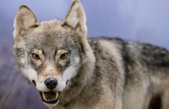 Wolf im Naturkundemuseum, Foto: D. Marschalsky, Lizenz: Naturkundemuseum Potsdam