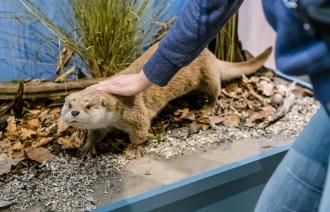 Führung im Naturkundemuseum, Foto: D. Marschalsky, Lizenz: Naturkundemuseum Potsdam