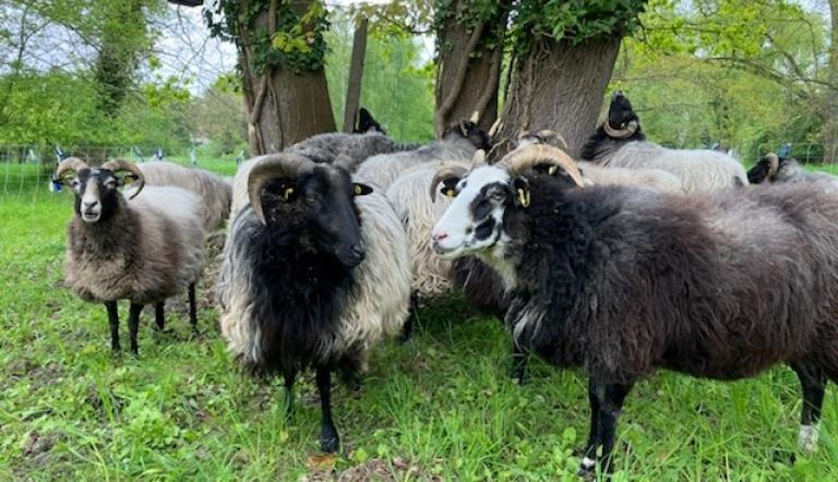 Schafe im Schlosspark Marquardt
