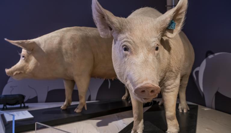 Präparate von Zuchtsauen in der Ausstellung "SUS100 - Mensch verändert Schwein" (© NKMP,