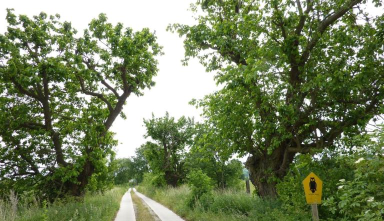 Naturdenkmal Nr. 5 Weiße Maulbeerbäume am Großen Heineberg (© Heiko Wahl