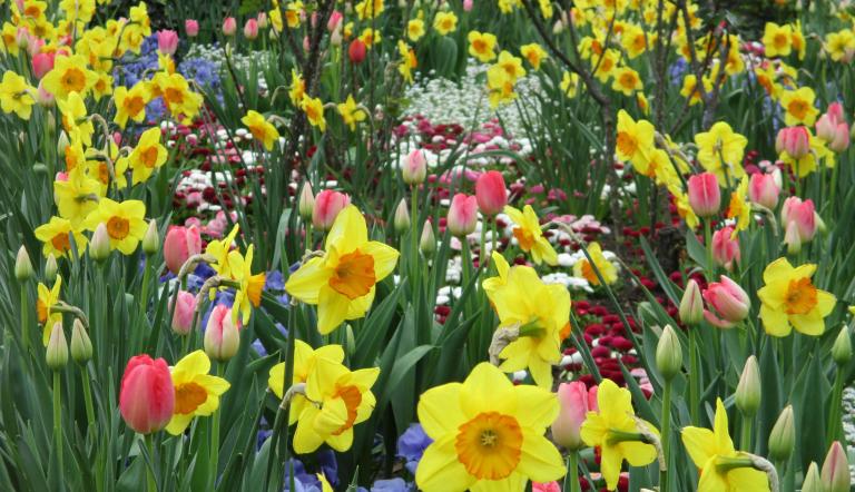 Die Kamera wurde für das Foto mitten auf ein Beet voller bunter Frühlingsblumen gehalten.