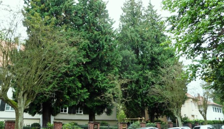 Naturdenkmal Nr. 51 Riesen-Lebensbäume in Babelsberg Nord (© Heiko Wahl)