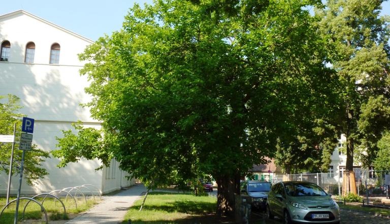 Naturdenkmal Nr. 52 Weißer Maulbeerbaum in Babelsberg Nord (© Heiko Wahl)