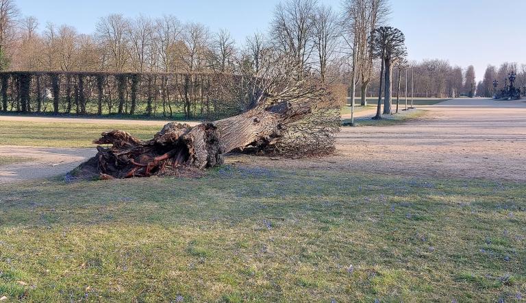 Umgestürzter Baum im Park Sanssouci, Foto: SPSG, Lizenz: SPSG