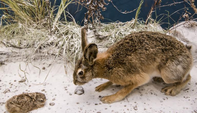 Hase mit Nachwuchs, Foto: D. Marschalsky, Lizenz: Naturkundemuseum Potsdam