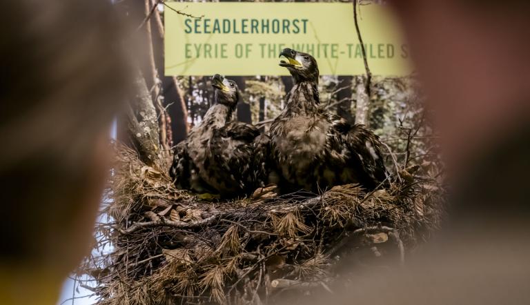 Seeadlerjunges im Horst, Foto: D. Marschalsky, Lizenz: Naturkundemuseum Potsdam