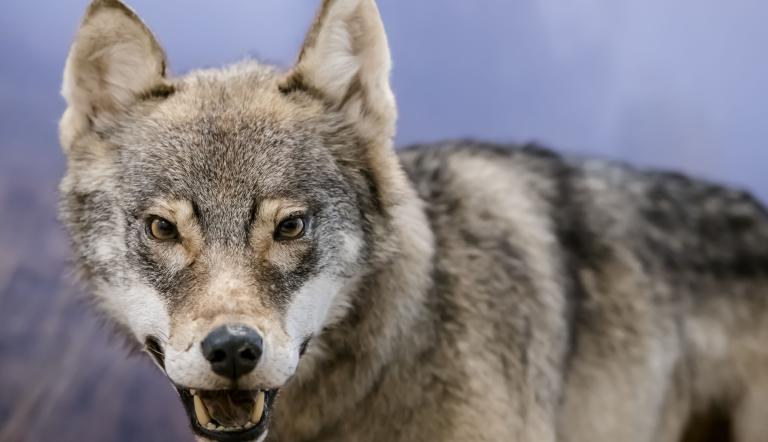 Wolf im Naturkundemuseum, Foto: D. Marschalsky, Lizenz: Naturkundemuseum Potsdam