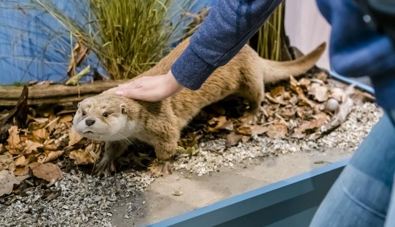 Führung im Naturkundemuseum, Foto: D. Marschalsky, Lizenz: Naturkundemuseum Potsdam