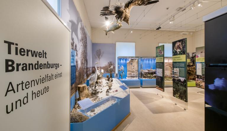 Blick in einen Ausstellungsraum im Naturkundemuseum Potsdam, Foto: D. Marschalsky, Lizenz: Naturkundemuseum Potsdam